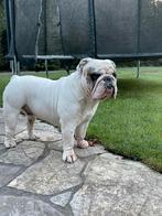 English bulldog dekreu!, Dieren en Toebehoren, Particulier, Buitenland, 1 tot 2 jaar, Reu