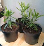 Te koop jonge oleander planten eigen kweek, Ophalen
