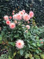 Dahlia knollen zalmroze, Ophalen of Verzenden, Overige soorten, Volle zon
