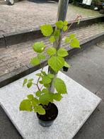 Biologische Japanse wijnbes - Rubus phoenicolasius, Tuin en Terras, Planten | Tuinplanten, Ophalen, Volle zon, Vaste plant, Zomer