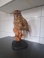 taxidermie opgezette bosuil, Verzamelen, Dierenverzamelingen, Ophalen of Verzenden, Zo goed als nieuw, Vogel, Opgezet dier