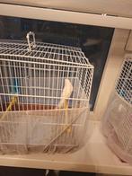 Kanari man top zanger