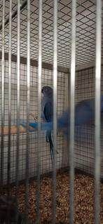 Koppel Halsbandparkieten, Meerdere dieren, Parkiet, Geringd