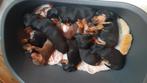 Mooie sociale Teckel pups, Dieren en Toebehoren, Honden | Teckels en Dashonden, Standaard, 8 tot 15 weken, Korthaar, Meerdere