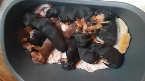 Mooie sociale Teckel pups, Dieren en Toebehoren, Honden | Teckels en Dashonden, Meerdere dieren, Korthaar, Standaard, Particulier