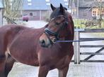 Sportieve Welsh C merrie – Braaf & allround, Dieren en Toebehoren, Pony's, Merrie, Met stamboom, B, C pony (1.27m tot 1.37m)