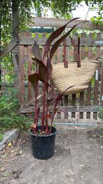 Canna, Overige soorten, 100 tot 250 cm, Zomer, Ophalen