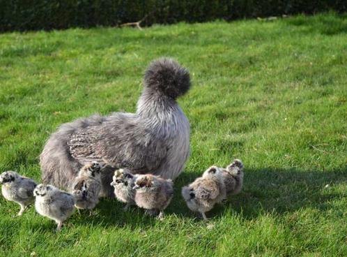 Zijdehoen kuikens over 3 weken te koop!, Dieren en Toebehoren, Vogels | Toebehoren, Nieuw, Overige typen, Ophalen