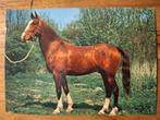 Dieren - Paard, Verzamelen, Ansichtkaarten | Dieren, Ophalen of Verzenden, Ongelopen, Paard
