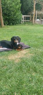Lieve Teckel pups Black &Tan en Chocolade&Tan, Dieren en Toebehoren, Honden | Teckels en Dashonden, Rabiës (hondsdolheid), 8 tot 15 weken