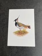 9 prenten vogels 19x27 cm samen 18 euro oa kemphaan, Antiek en Kunst, Ophalen of Verzenden, Natuur en Biologie