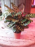 Kamerplant Calathea makoyana, Ophalen, Halfschaduw, Minder dan 100 cm