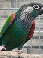 Diverse pyrrhura's, Dieren en Toebehoren, Vogels | Parkieten en Papegaaien, Meerdere dieren, Parkiet, Geringd