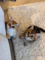 Golden britse korthaar kittens, 1 golden kitten over!, Dieren en Toebehoren, Kater, Ontwormd, 0 tot 2 jaar