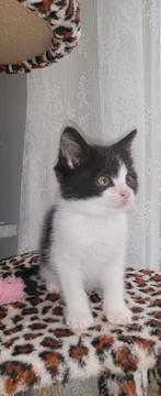 Een mooi poesje, Dieren en Toebehoren, Poes