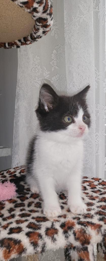 Een mooi poesje, Dieren en Toebehoren, Katten en Kittens | Overige Katten, Poes