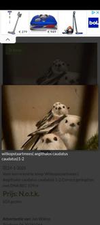Witkopstaartmees,  Aegithalos caudatus caudatus, Dieren en Toebehoren, Vogels | Overige Vogels, Mannelijk, Wildzangvogel, Geringd