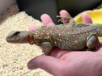 Gezocht!! Uromastyx ocellata man, Dieren en Toebehoren, Hagedis, 3 tot 6 jaar