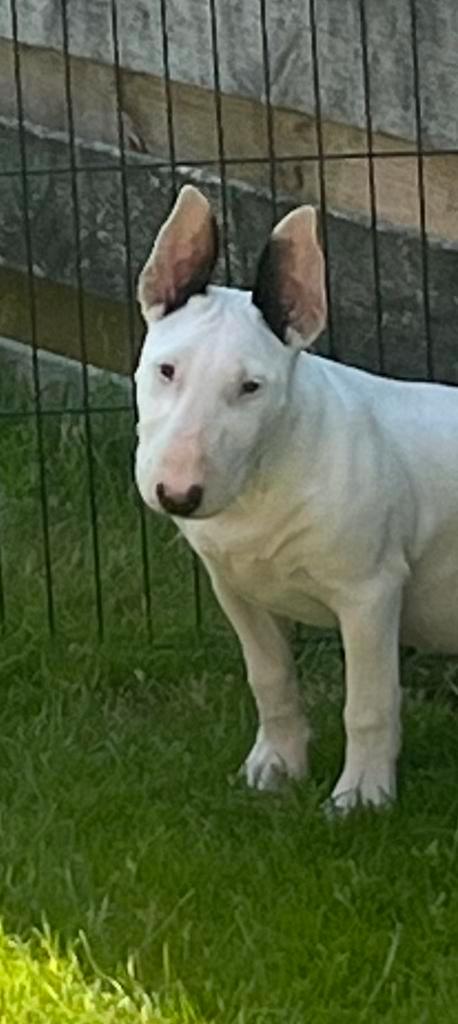 Bullterrierpup met Stamboom, Dieren en Toebehoren, Honden | Jack Russells en Terriërs, Teef, Bull Terriër, Fokker | Hobbymatig