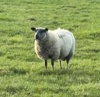 Bleu du maine stamboek ram, Mannelijk, Schaap, 0 tot 2 jaar