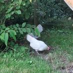 kriel kippen, Dieren en Toebehoren, Pluimvee, Vrouwelijk, Kip