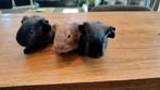Baby Cavia's, Dieren en Toebehoren, Knaagdieren, Cavia, Meerdere dieren, Tam, September