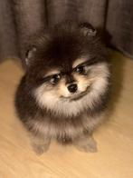 Mini Bearface pomeranian reutje pomeriaan dwergkees, Dieren en Toebehoren, Honden | Poolhonden, Keeshonden en Oertypen, Particulier