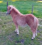 Knap shetlander hengstveulen (NSPS papier), Hengst