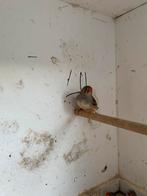 Verschillende zebravinken te koop, Meerdere dieren, Tropenvogel