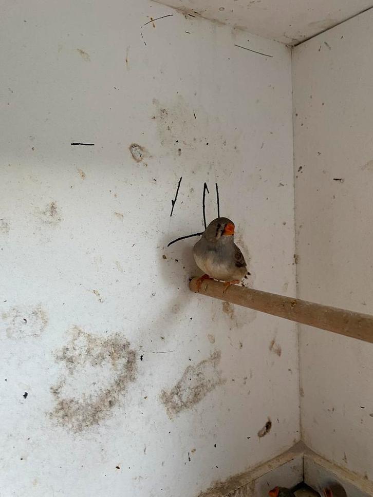 Verschillende zebravinken te koop, Dieren en Toebehoren, Vogels | Overige Vogels, Tropenvogel, Meerdere dieren