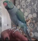 Tamme mannelijke halsbandparkiet 6 jaar oud, Dieren en Toebehoren, Mannelijk, Parkiet, Geringd