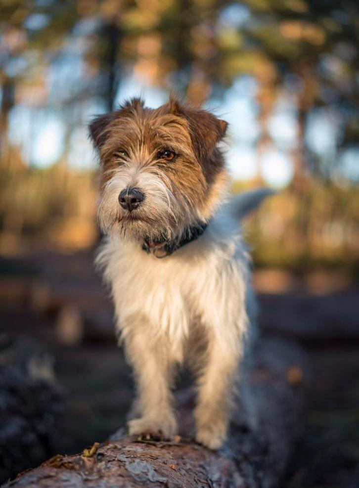 Ruwharige raszuivere jackrussell reu ter dekking aangeboden, Dieren en Toebehoren, Honden | Jack Russells en Terriërs, Reu, Jack Russell Terriër