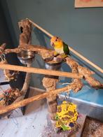 Tamme Roestkop Caique 20 weken, Dieren en Toebehoren, Vogels | Parkieten en Papegaaien, Vrouwelijk, Parkiet, Tam