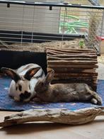 Konijn, Dieren en Toebehoren, Konijnen