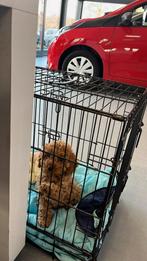 diverse hondenmanden, Ophalen of Verzenden, Gebruikt, Overige