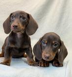 Teckel pups, Dieren en Toebehoren, Nederland, CDV (hondenziekte), 8 tot 15 weken, Korthaar