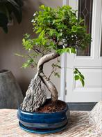 Zelkova Landscape Bonsai, Tuin en Terras, Planten | Bomen, Bloeit niet, Halfschaduw, Minder dan 100 cm, Overige soorten