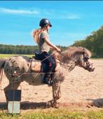 Verzorg pony / bijrijder gezocht, Ophalen