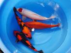 Hi utsuri en prachtige japanse koi bij HEESCHKOI tancho, Karper of Koi