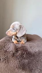 Prachtige Dwergteckels pup pups te koop, Dieren en Toebehoren, 8 tot 15 weken, Korthaar, Dwerg, Meerdere
