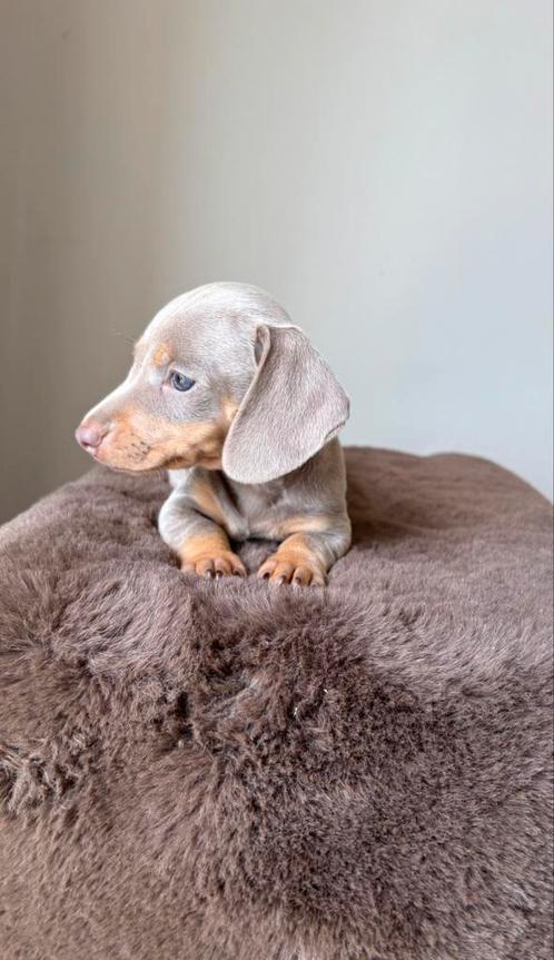 Prachtige Dwergteckels pup pups te koop, Dieren en Toebehoren, Honden | Teckels en Dashonden, Meerdere dieren, Korthaar, Dwerg