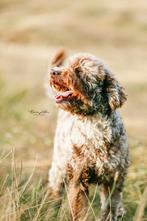 Multigen Labradoodle pups- Medium formaat - Lief & huiselijk, Dieren en Toebehoren, Honden | Retrievers, Spaniëls en Waterhonden