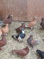 Kleur postduiven, Dieren en Toebehoren, Vogels | Duiven, Meerdere dieren, Overige soorten