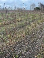 Stoofpeer 'Gieser Wildeman' - Laagstam, zelfbestuivend, Ophalen, Minder dan 100 cm, Overige soorten, Lente