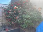 Grote buitenplank (links, in bloei), Ophalen, Halfschaduw, Overige soorten, Lente