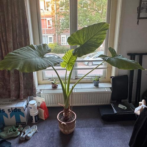 Alocasia te ruil, Huis en Inrichting, Kamerplanten, Overige soorten, Ophalen