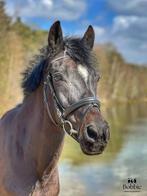 Super lieve C pony, Dieren en Toebehoren, Pony's, Merrie, Gechipt, 11 jaar of ouder, Recreatiepony