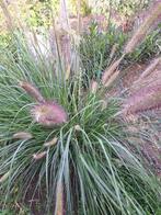 Lampepoetsersgras-pennisetum hameln. Siergrassen., Ophalen, Volle zon, Vaste plant, Siergrassen