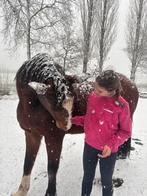 Recreatie paardje, Ophalen of Verzenden, Zo goed als nieuw