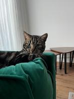 Hallo mijn naam is Aslan, Dieren en Toebehoren, Katten en Kittens | Overige Katten, Kater